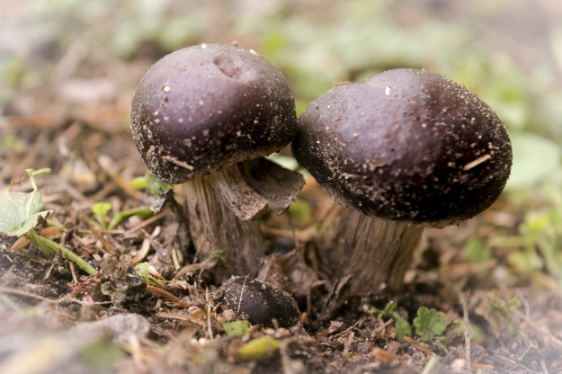 black-capped mushrooms